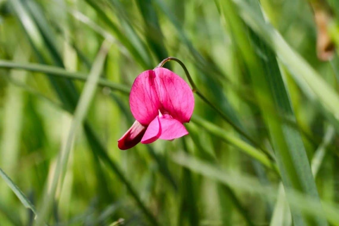 Gras-Platterbse (Lathyrus nissolia)