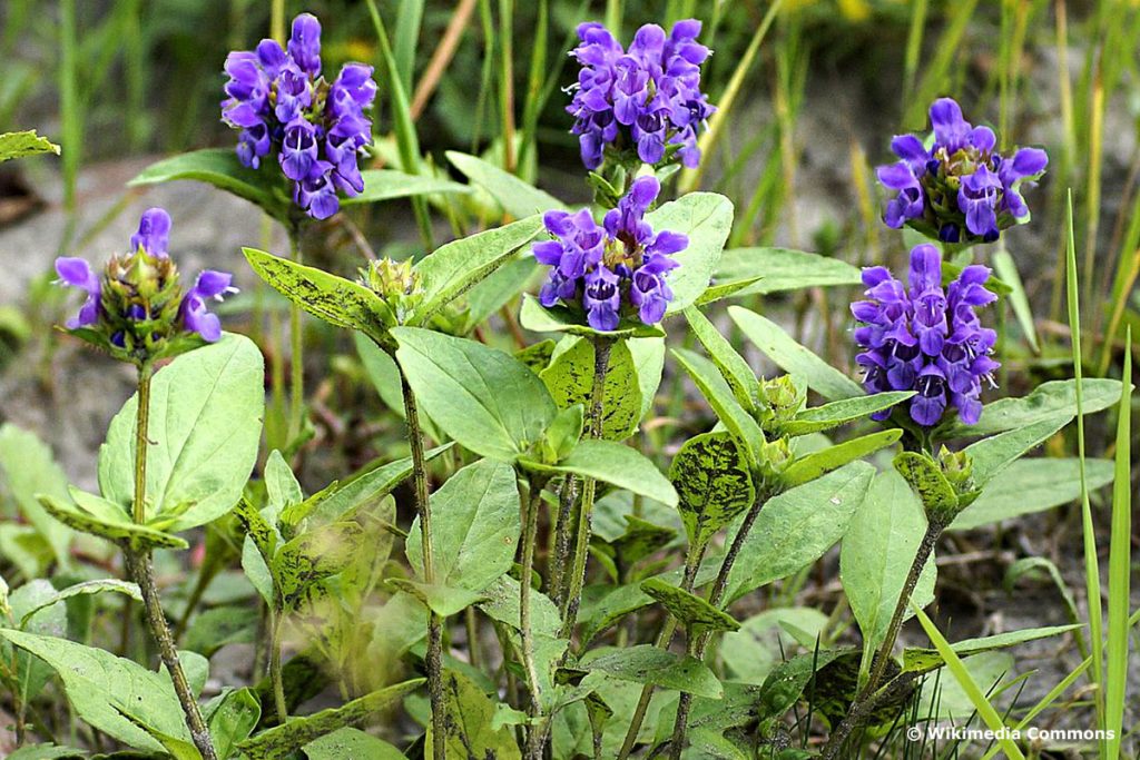 Groß-Brunelle (Prunella grandiflora), lila Wiesenblumen