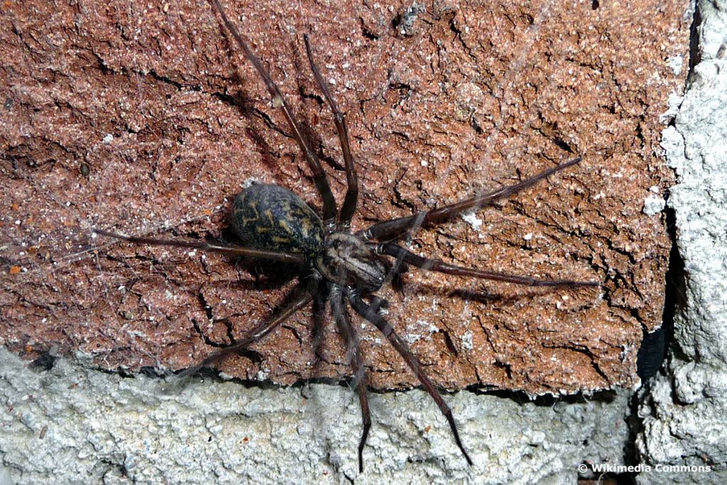 Große Winkelspinne (Eratigena atrica)