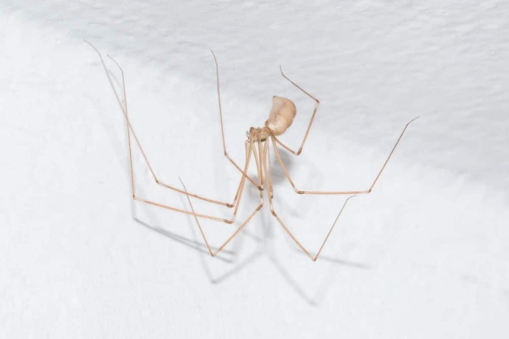 Große Zitterspinne (Pholcus phalangioides)