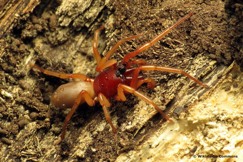 Großer asseljäger (Dysdera crocata)