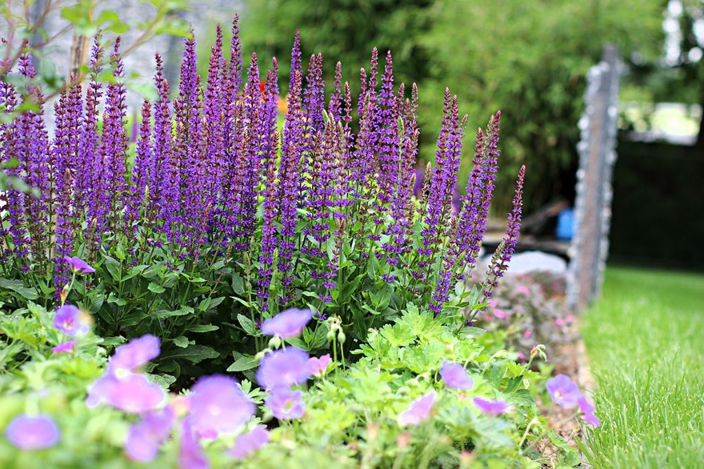 Hain-Salbei (Salvia nemorosa)