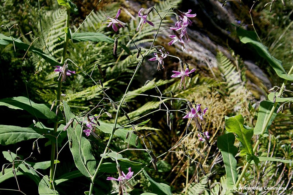 Hasenlattich (Prenanthes purpurea), lila Wiesenblume