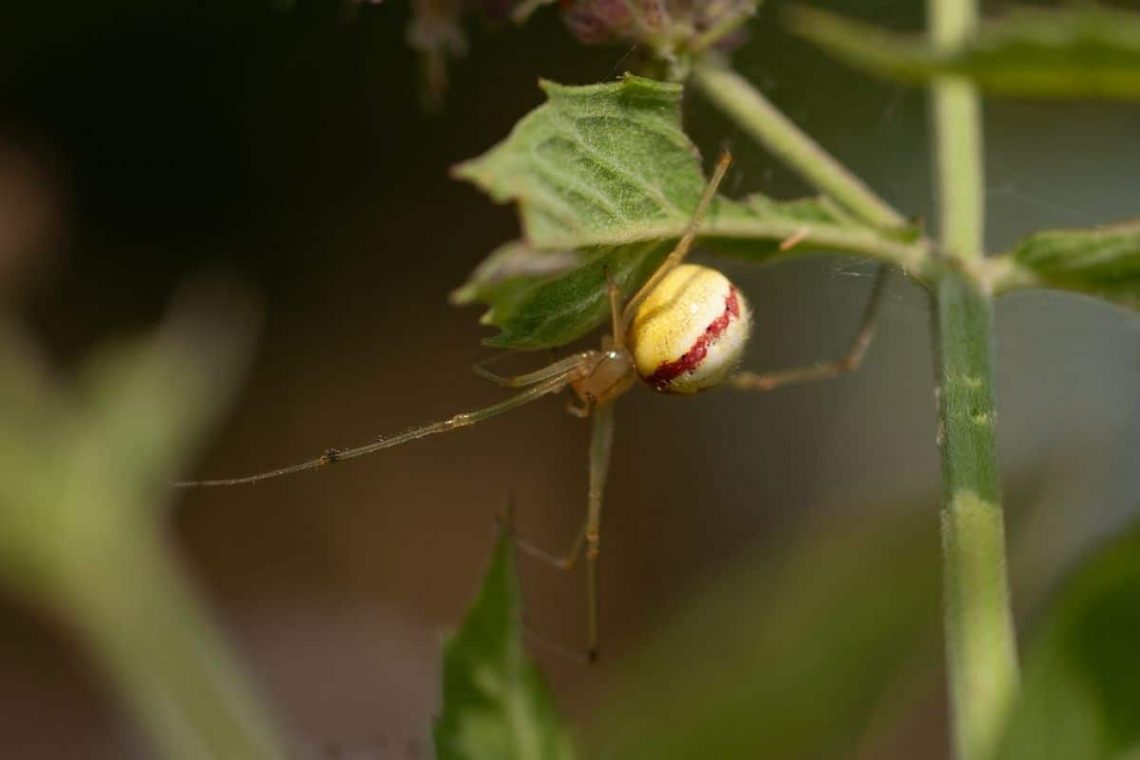 Haubennetzspinne (Enoplognatha ovata)