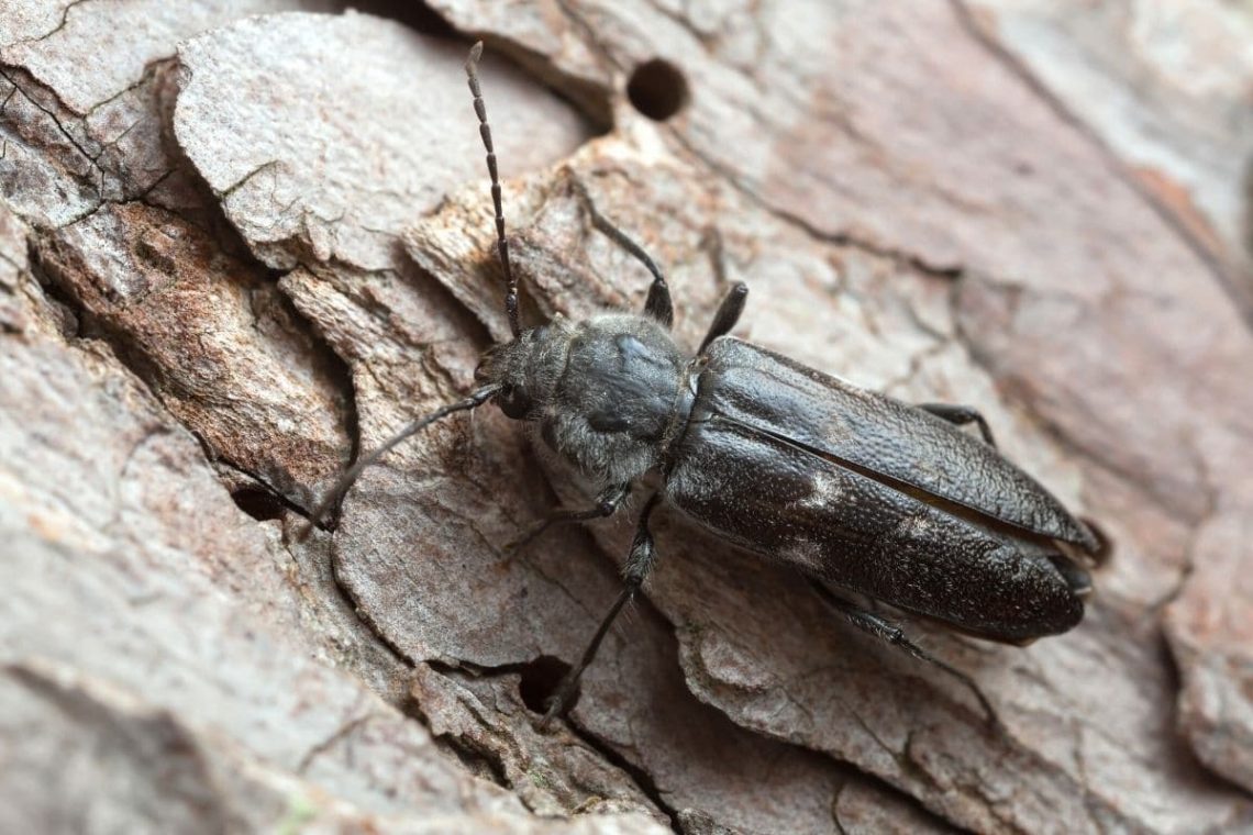 Hausbock (Hylotrupes bajulus)