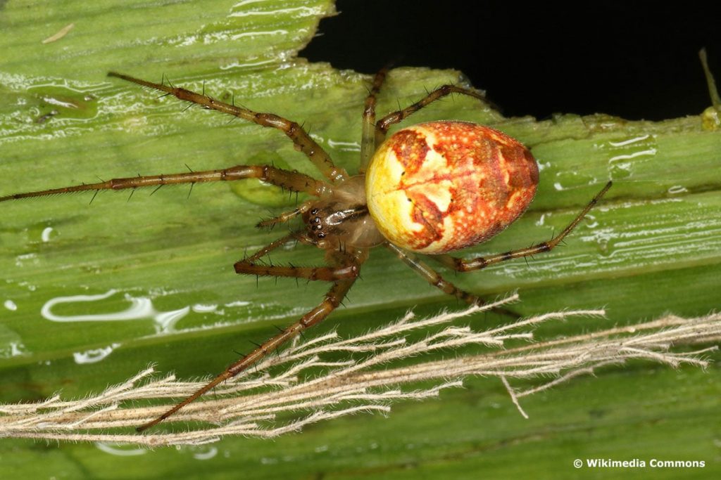 Herbstspinne (Metellina segmentata)