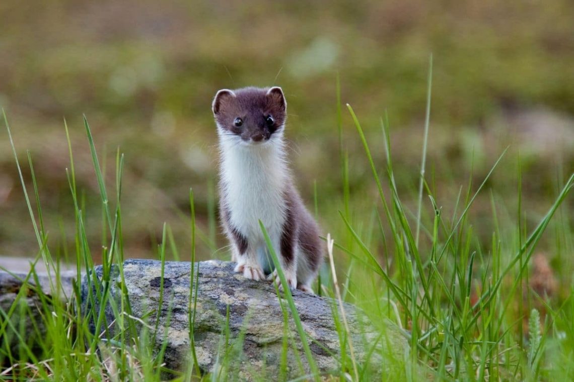 Hermelin (Mustela erminea)