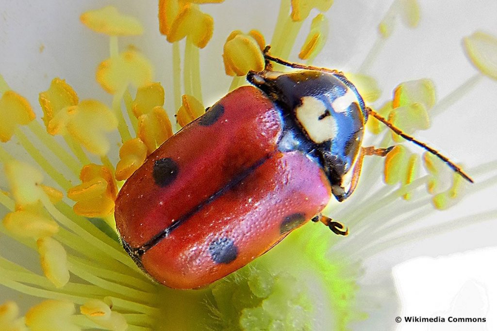 Herzfleckiger Kapuzen-Blattkäfer (Cryptocephalus cordiger), roter Käfer mit schwarzen Punkten