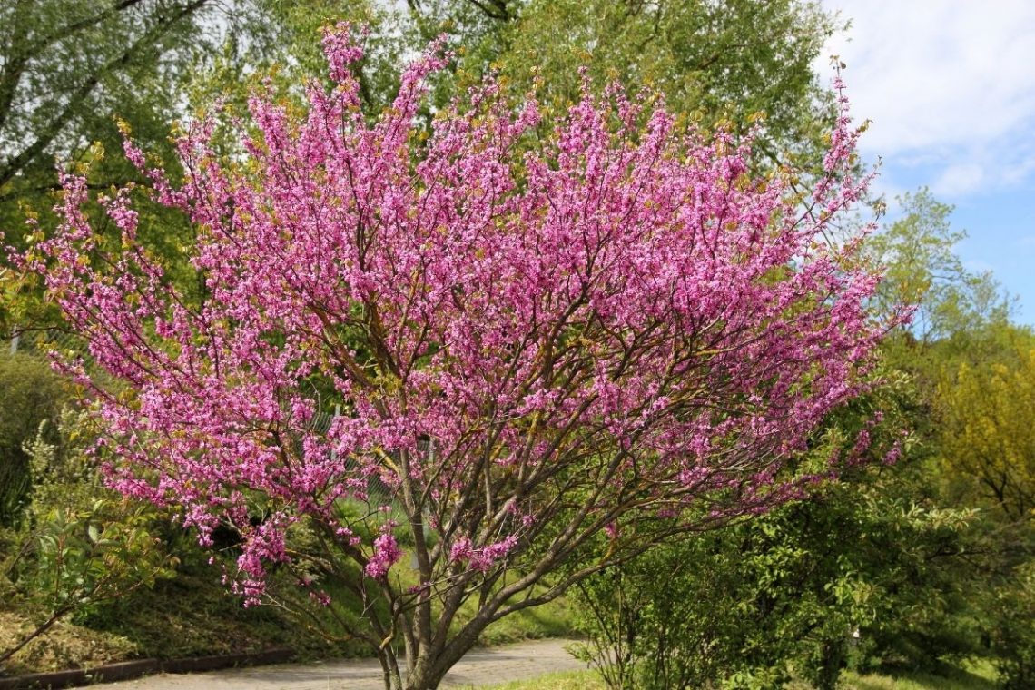 Judasbaum (Cercis siliquastrum)