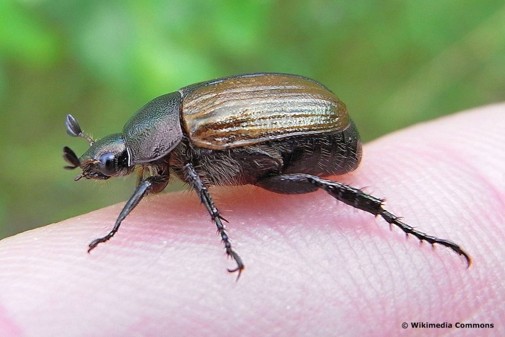 Julikäfer (Anomala dubia)