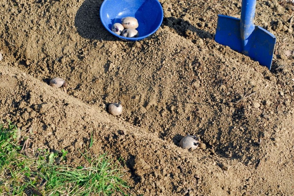 Kartoffeln in Reihe pflanzen