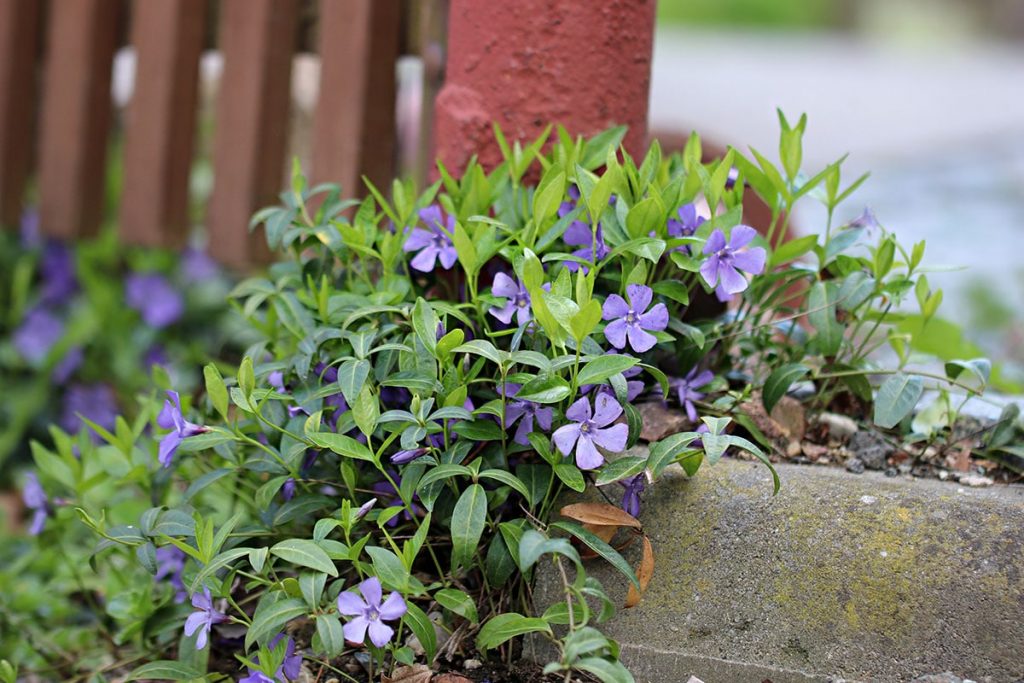 Kleines Immergrün (Vinca minor)