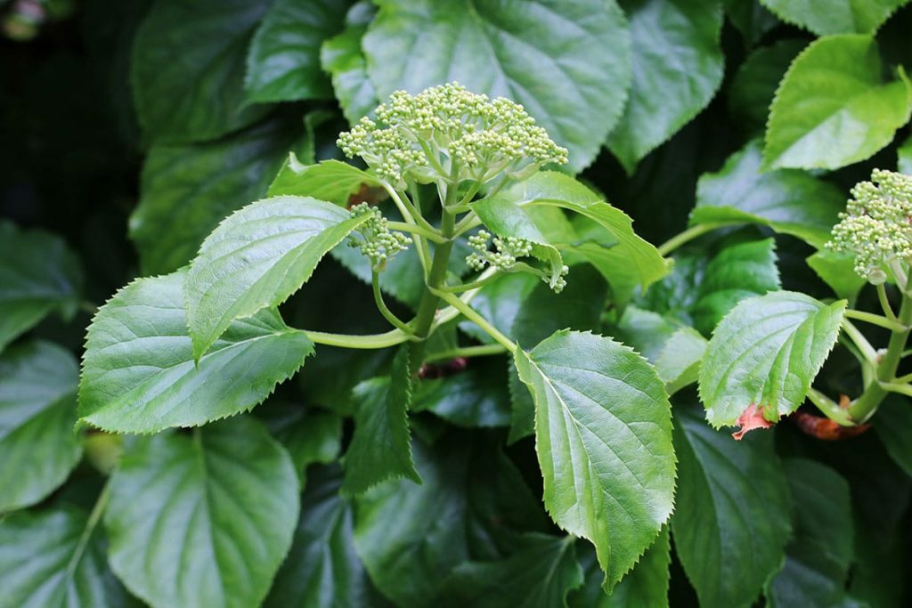 Kletterhortensie 'Semiola' (R) (Hydrangea anomala)