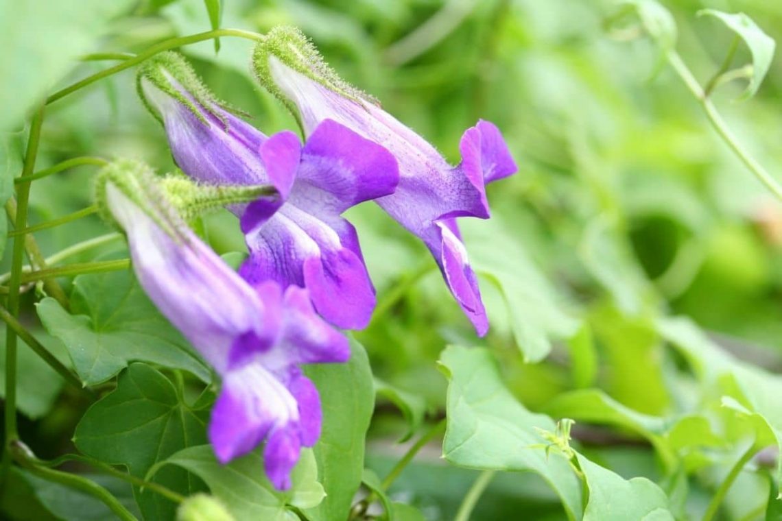 Kletterndes Löwenmäulchen (Asarina Scandens)