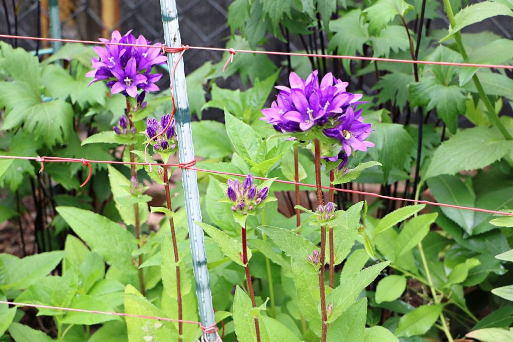 Knäuel-Glockenblume (Campanula glomerata)