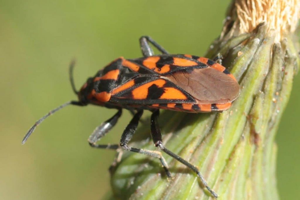 Knappe (Spilostethus saxatilis)