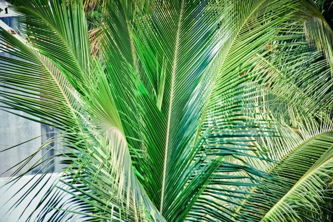 Kokospalme (Cocos nucifera), ungiftig für Kaninchen