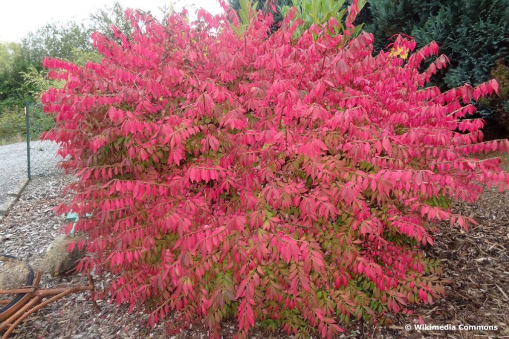 Korkflügelstrauch (Euonymus alatus), Baum mit roten Blättern