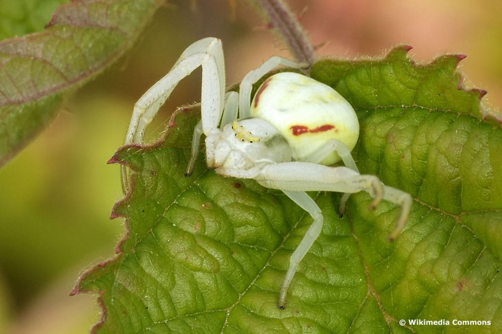 Krabbenspinne (Isumena vatia)