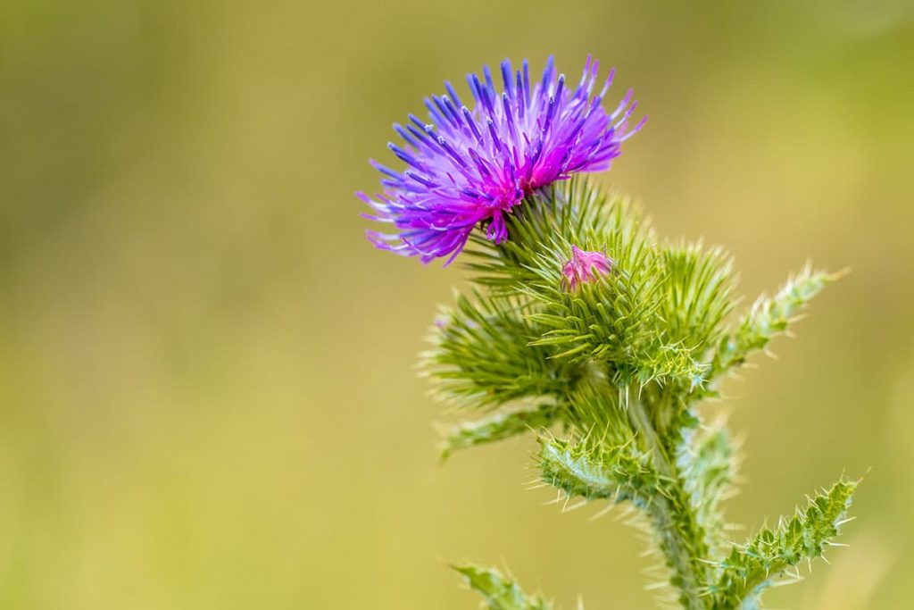 Kratzdisteln (Cirsium)