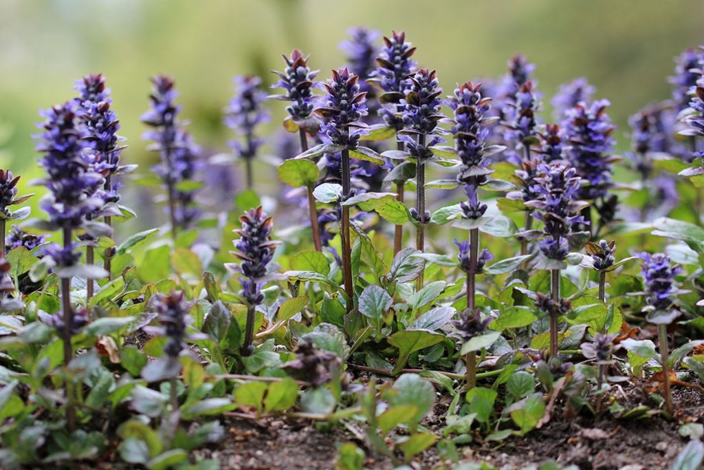 Kriechender Günsel - Ajuga reptans