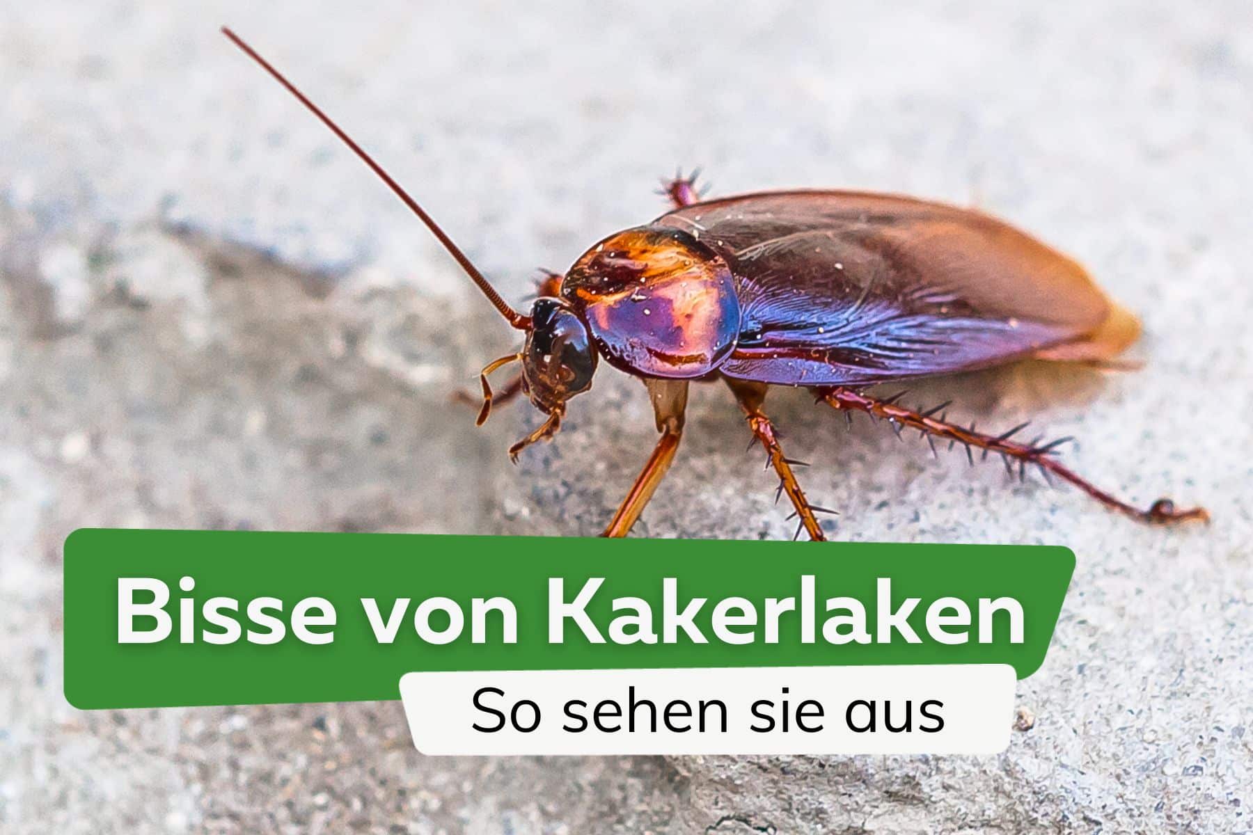 Küchenschabe: wie sehen Bisse von Kakerlaken aus?