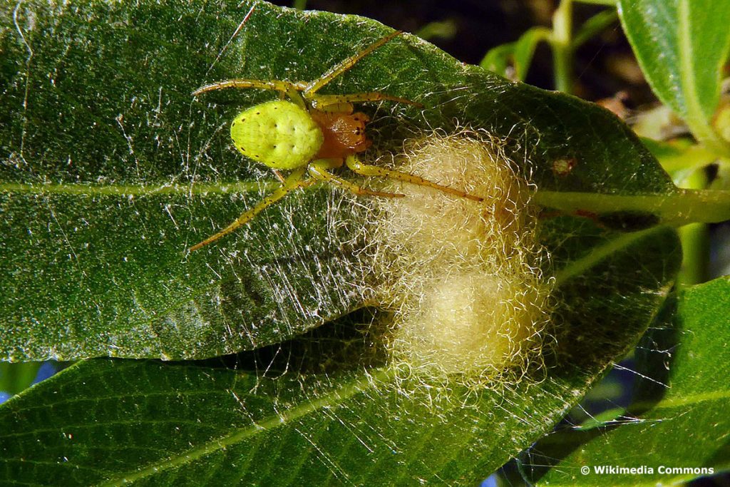 Kürbisspinne (Araneus Cucurbitina)