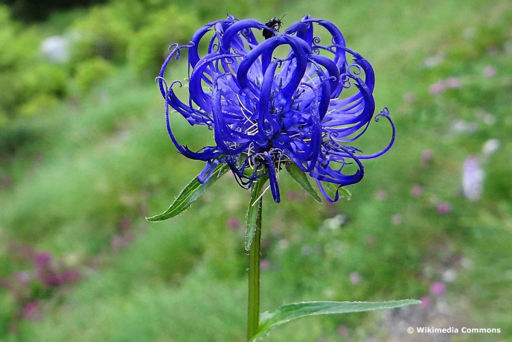 Kugelige Teufelskralle (Phyteuma orbiculare), blaue Wiesenblume