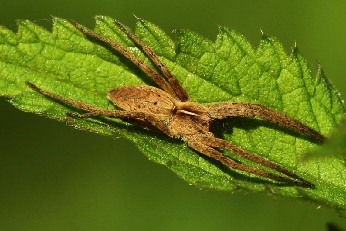 Listspinne (Pisaura mirabilis)