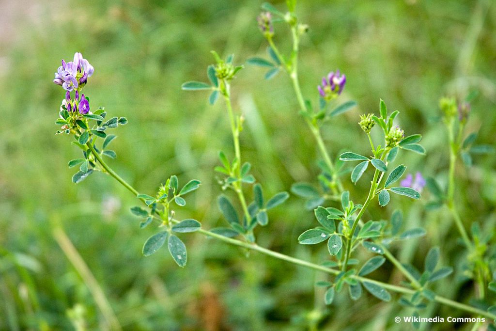 Luzerne (Medicago sativa)