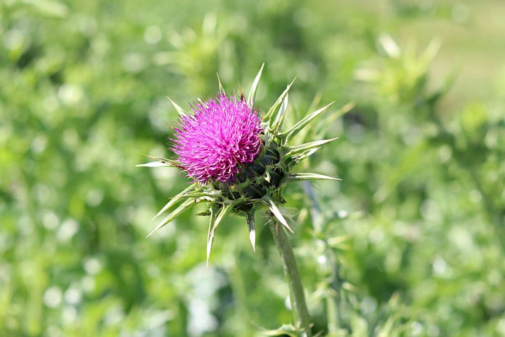 Mariendistel (Silybum marianum), lila Wiesenblumen