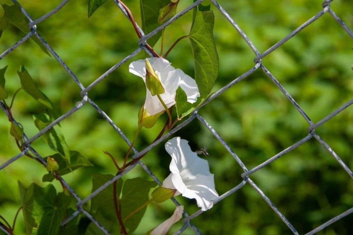 Mondblume (Ipomoea noctiflora)