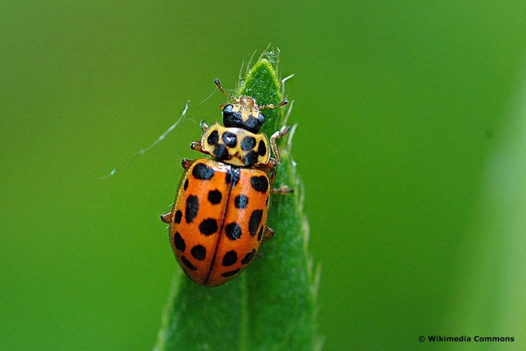 Neunzehnpunkt-Marienkäfer (Anisosticta novemdecimpunctata), roter Käfer mit schwarzen Punkten