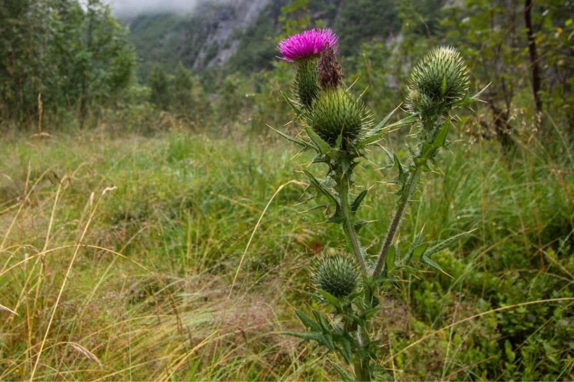 Nickende Distel (Carduus nutans)