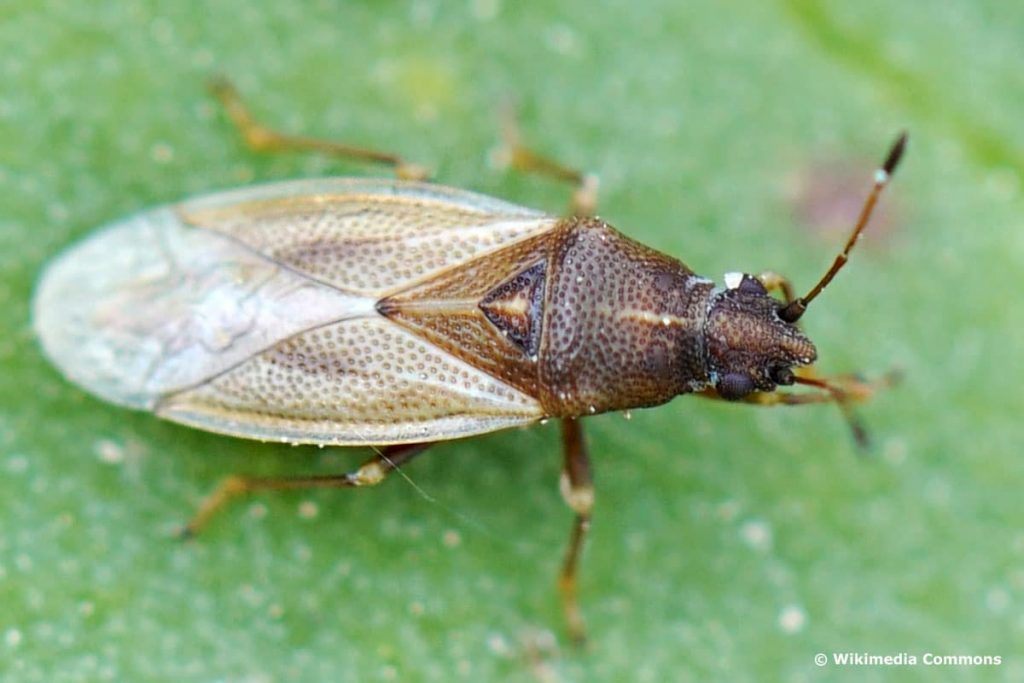 Nussfarbige Poren-Langwanze (Cymus glandicolor), Kakerlaken ähnliche Käfer