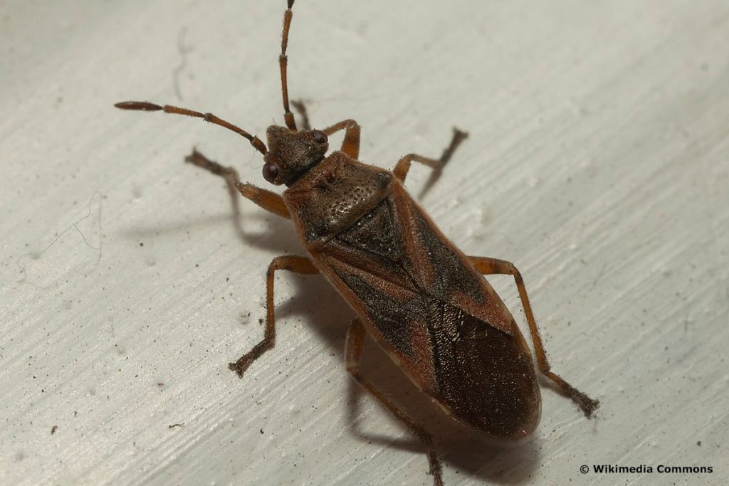 Platanenwanze (Arocatus longiceps), Kakerlaken ähnliche Käfer