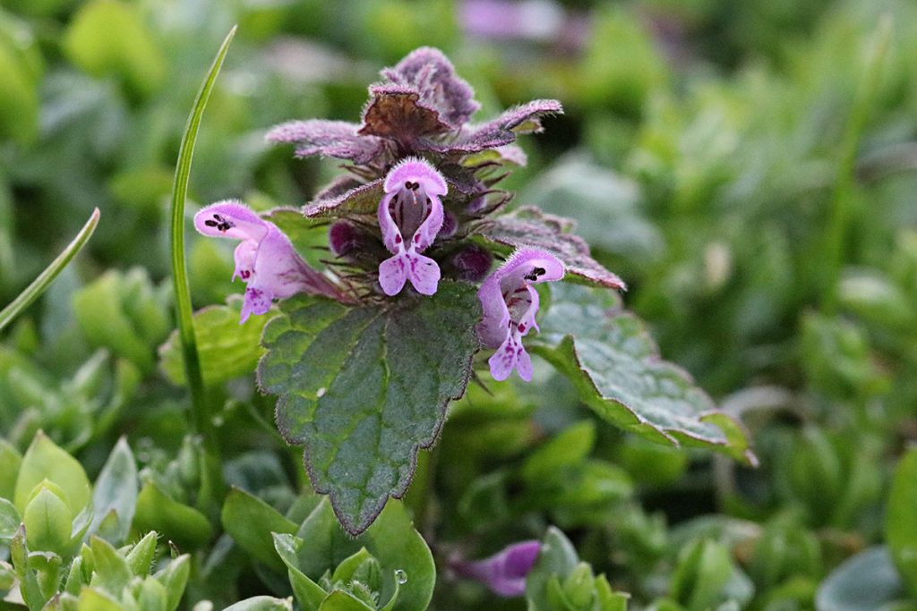 Purpurrote Taubnessel (Lamium purpureum), lila Wiesenblume