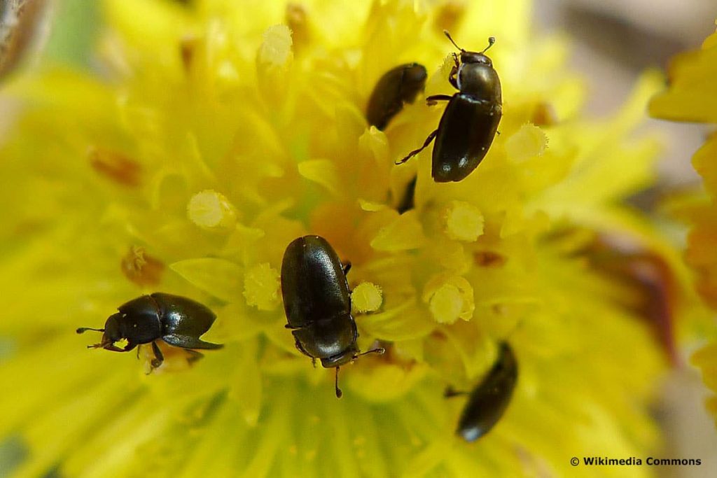 Rapsglanzkäfer (Meligethes aeneus)