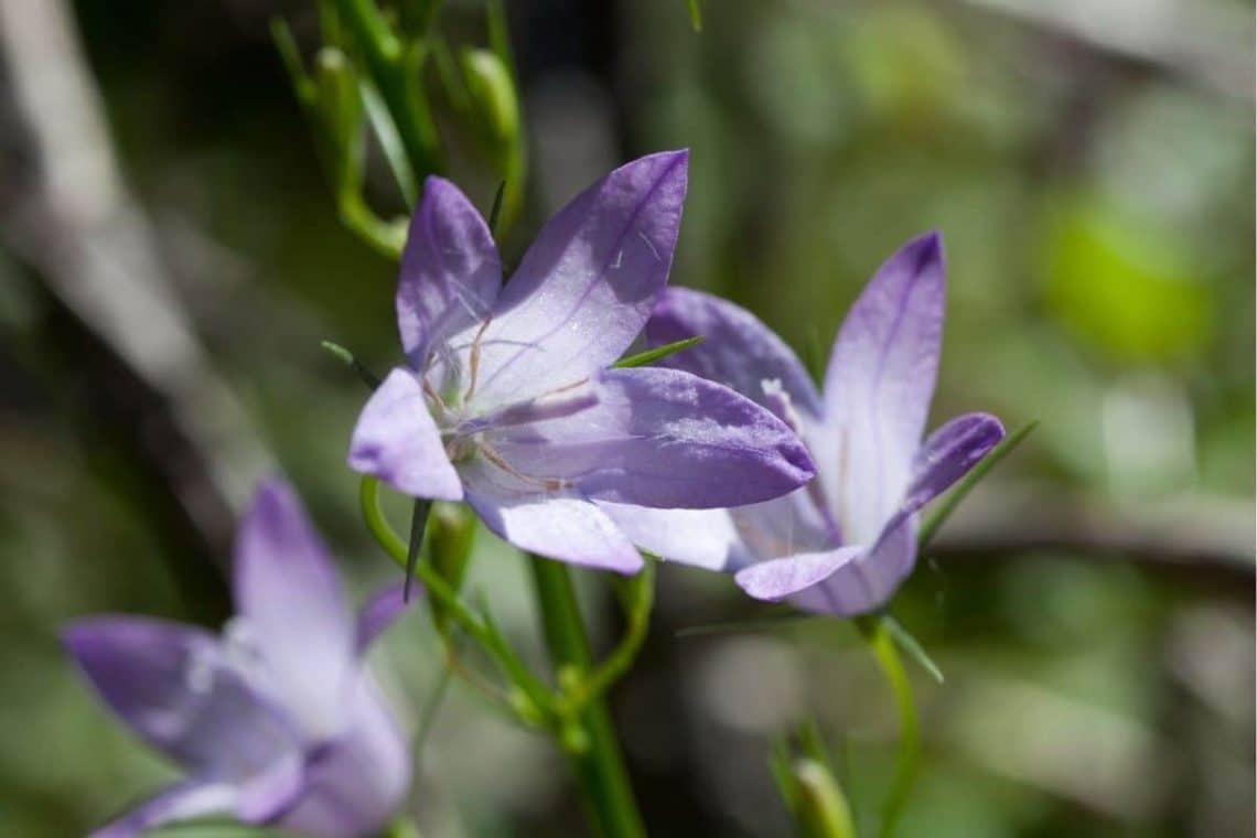 Rapunzel-Glockenblume (Campanula rapunculus)