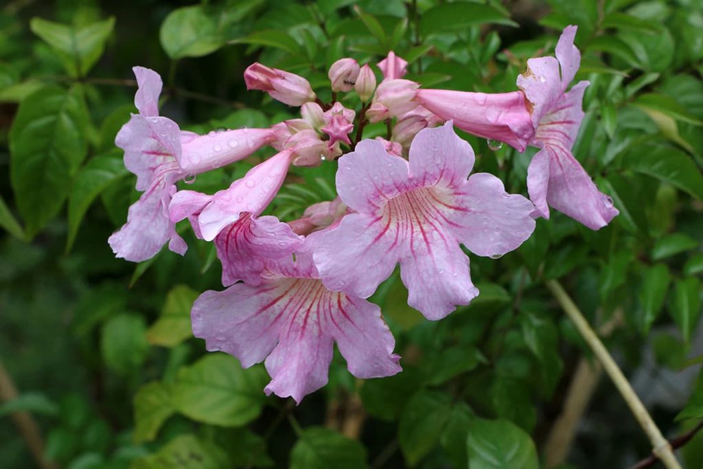 Rosa Trompetenwein (Podranea ricasoliana)