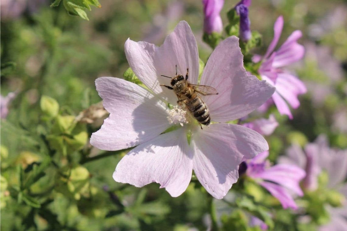 Rosen-Malven (Malva alcea)