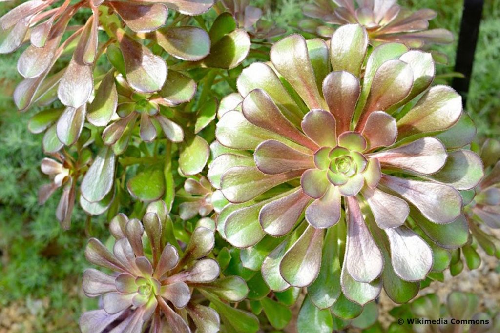 Rosettendickblatt (Schwarzkopf, bot. Aeonium arboreum), ungiftig für Kaninchen