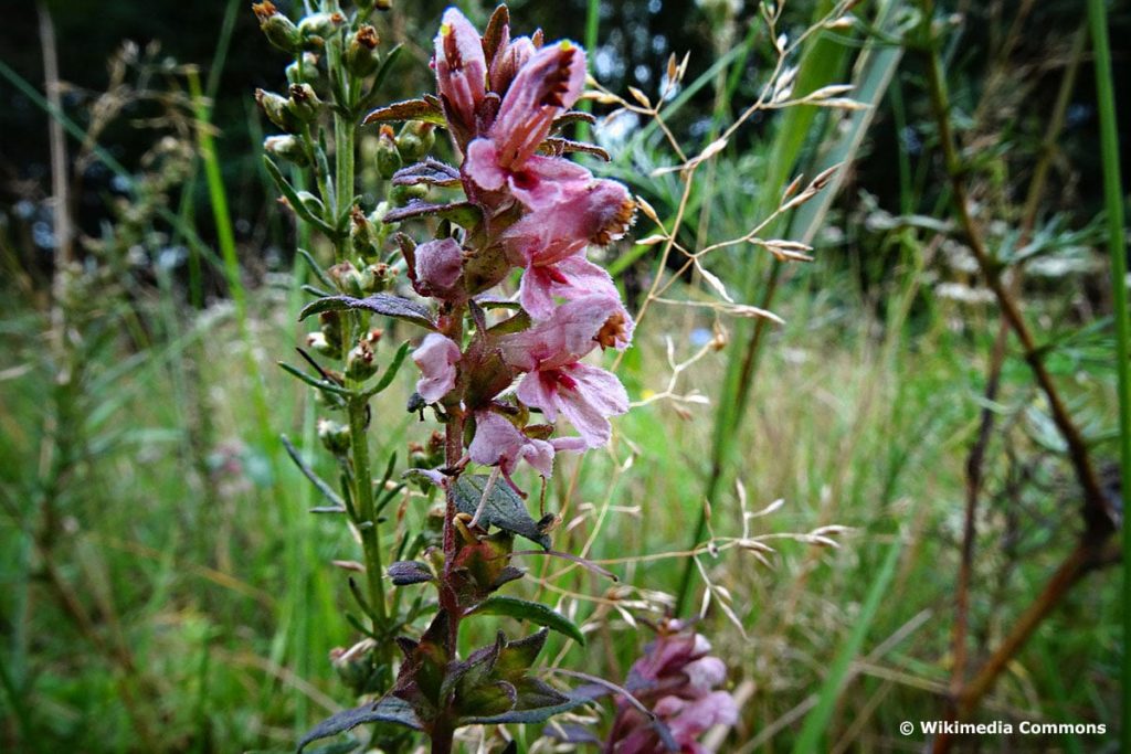 Roter Zahntrost (Odontites vulgaris), lila Wiesenblume