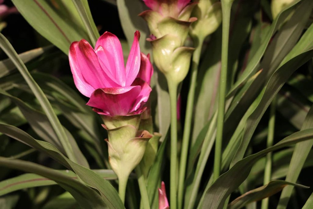 Safranwurz (Curcuma alismatifolia)