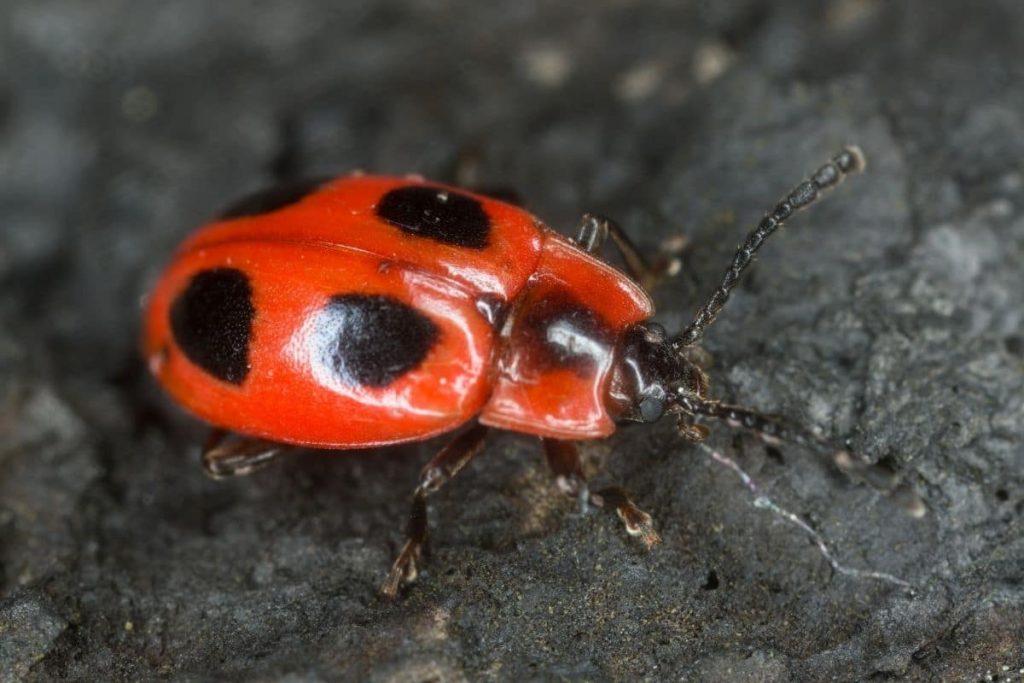 Scharlachroter Stäublingskäfer (Endomychus coccineus)