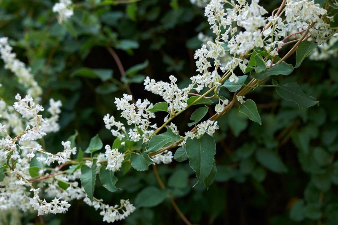 Knöterich (Fallopia baldschuanica)