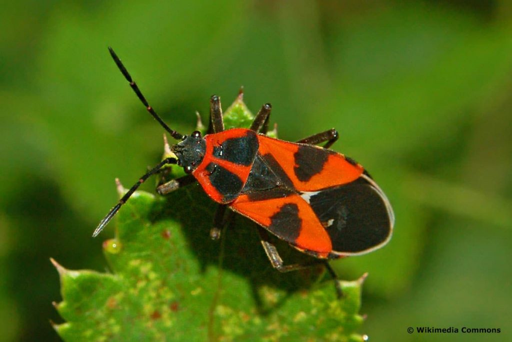 Schwalbenwurzwanze (Tropidothorax leucopterus), roter Käfer mit schwarzen Punkten