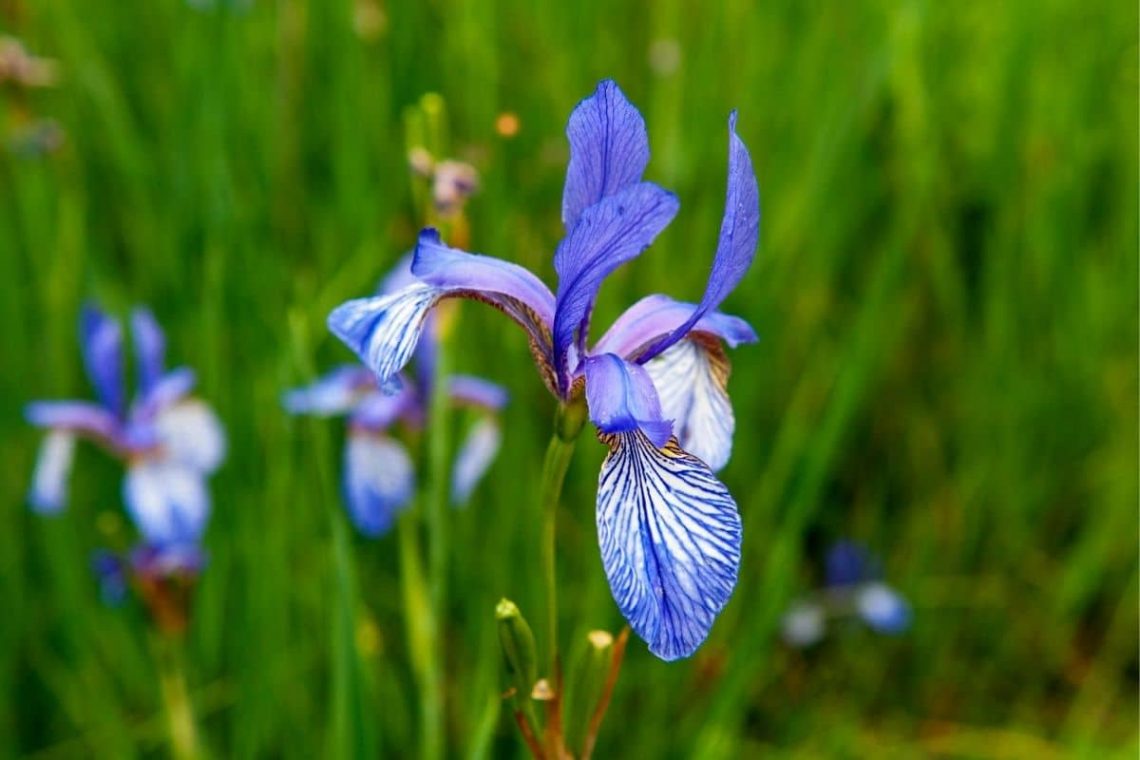 Sibirische Schwertlilie (Iris sibirica)