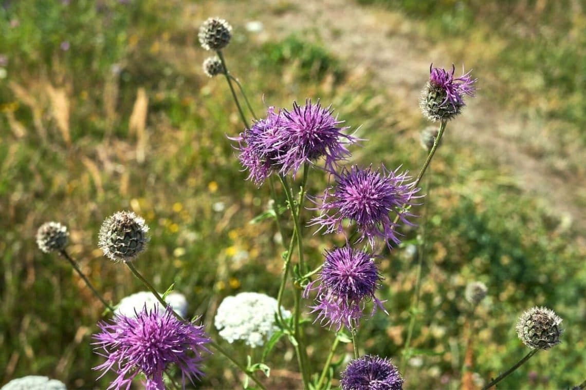 Skabiosen-Flockenblume (Centaurea scabiosa), lila Wiesenblume