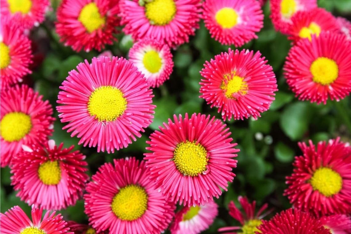 Sommeraster (Gartenaster, bot. Callistephus chinensis), ungiftig für Kaninchen